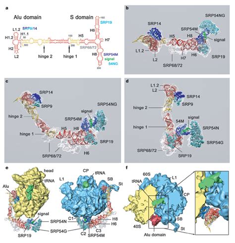 Molecular Model Of Srpa Secondary Structure Of Srp Rna With