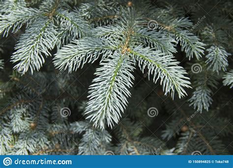 The Branches Of The Blue Spruce Close Up Blue Spruce Or Prickly Spruce