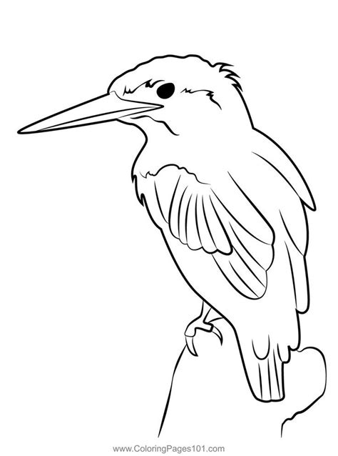 Kingfisher Sitting On Tree Coloring Page Bird Drawings Drawings