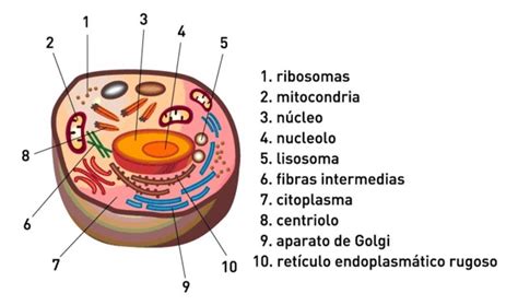 La celula humana y sus partes para niños - Imagui