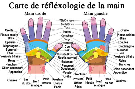 Reflexologie Palmaire La Réflexologie Palmaire