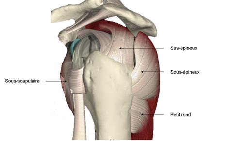 Tendinopathie Calcifiante De L Paule Dr Olivier Gastaud