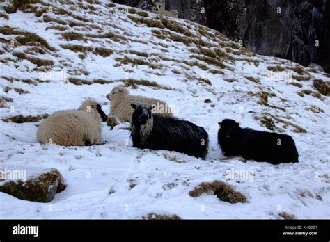 Wildlife in the Faroe Islands Stock Photo - Alamy