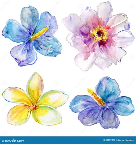 Grupo De Flores Da Aquarela Ilustra O Stock Ilustra O De Pe Nia