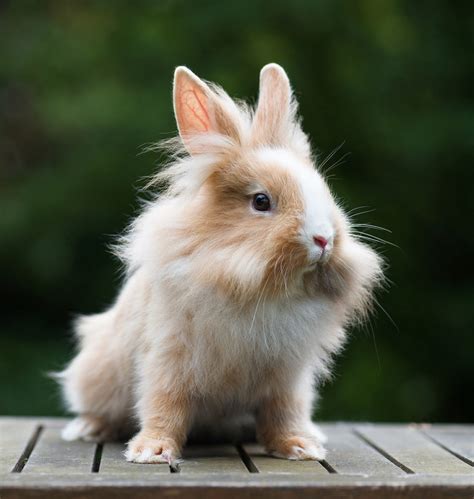 Dwarf Rabbits A Complete Guide To The Smallest Bunny Breeds