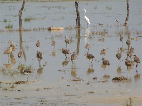 Laguna De Sayula Un Santuario Para Las Aves Ciudad Olinka