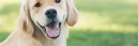 Golden Retrievers Hip Dysplasia Treatments - PetieTec