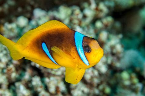 Ou Clownfish Anemonefish Image Stock Image Du Aquarium 193012035