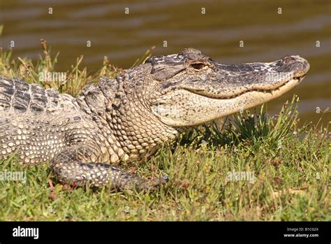 Usa Louisiana La Cajun Country Wild American Alligators In Swamp Stock