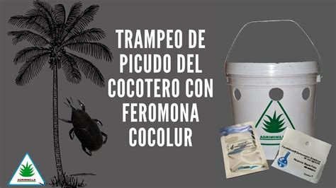 Trampeo De Picudo Del Cocotero Con Feromona Cocolur Youtube