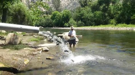 Kern River And Lake Isabella Fishing Report July 2020 Youtube