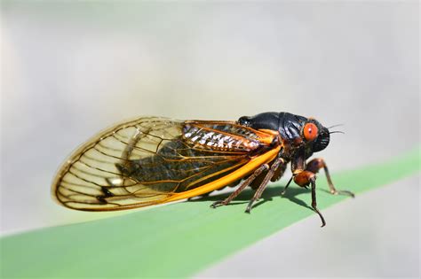 The 20 most frequently asked questions about cicadas – Cicada Mania