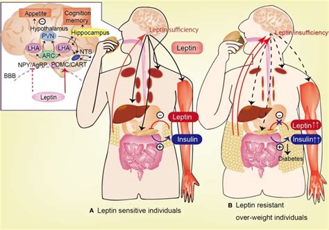 Circulating Leptin Is Correlated With The Degree Of Adiposity And Is