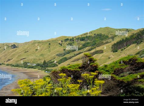 Okitu Wainui Beaches Popular East Coast Surfing Beaches Near