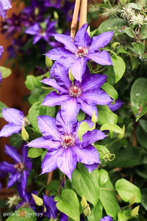 Clematis Growing Guide How To Get Stunning Blooms Garden Therapy