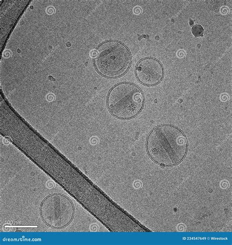 Imagen Electr Nica De Nanopart Culas Hechas De L Pidos Que Contienen Un