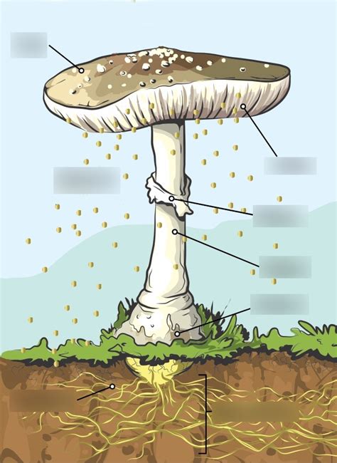 Mushroom Diagram Diagram Quizlet