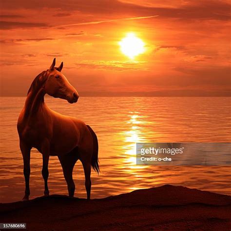 Black Horse Sunset Photos and Premium High Res Pictures - Getty Images