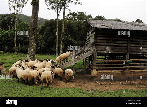 Sheep Corral Hi Res Stock Photography And Images Alamy