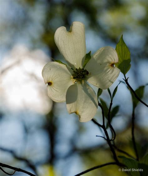 Tree Flowers Series: Dogwood I by drsartist on DeviantArt