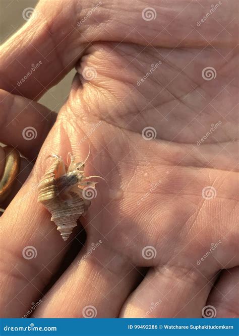 Hermit Crab Stock Photo Image Of Body Organ Aquatic 99492286