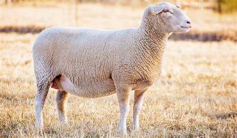 White Sheep Breeds - Homestead Geek