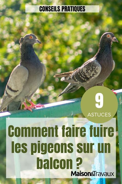 Voici L Astuce Pour Faire Fuir Les Pigeons Sur Un Balcon Faire Fuir