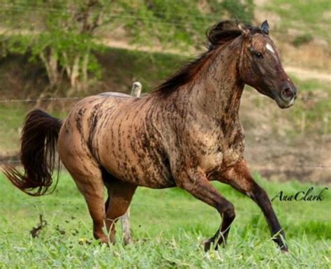 brindle quarter horse running  lush green field