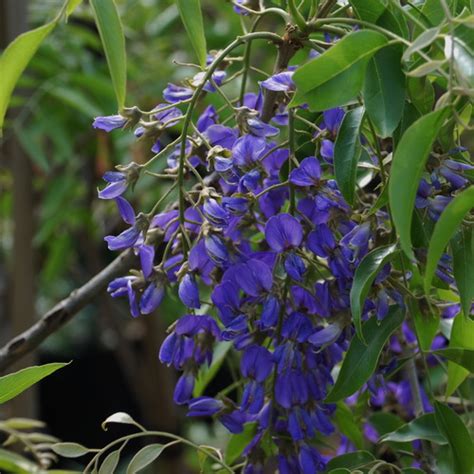 Bolusanthus Speciosus Wildflower Nursery