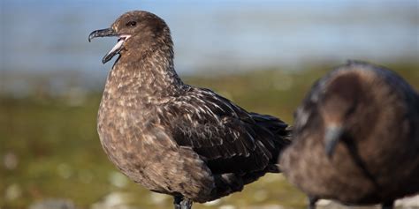 10 Most Common Birds Seen in Antarctic | Sea Kayak Adventures