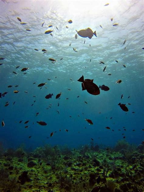 Buceo En San Andres Islas Colombia