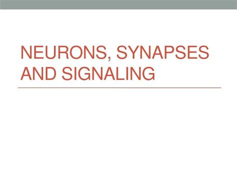 Ppt Neurons Synapses And Signaling Powerpoint Presentation Free Download Id 1562008