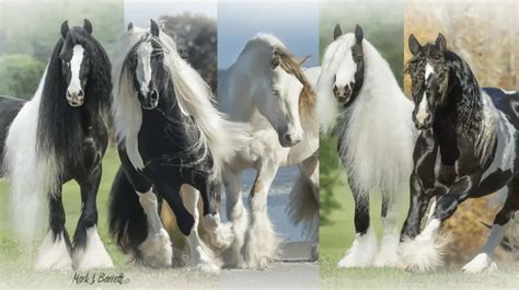 7 Fascinating Facts About The Gypsy Vanner Horse