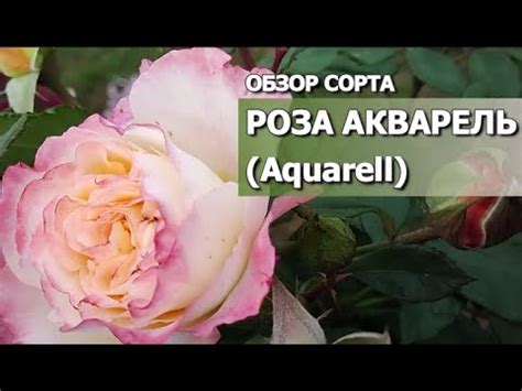 РОЗА АКВАРЕЛЬ Aquarell Обзор сорта Роза Акварель характеристики