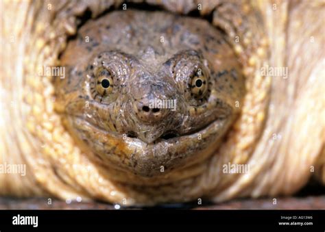 American Snapping Turtle Stock Photo Alamy