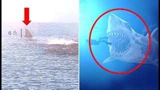 Top 10 Megalodons Caught On Camera