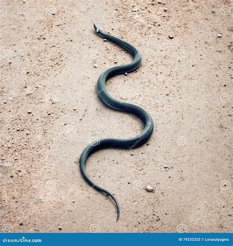 Serpiente De Hierba Que Se Arrastra En La Tierra Karelia Rusia Imagen