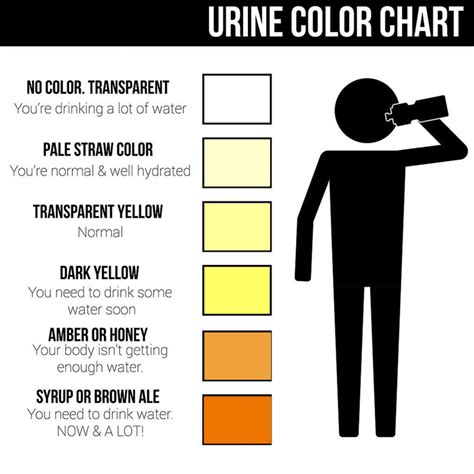 Urine Color - Chart, What Color Is Normal, What Does It Mean