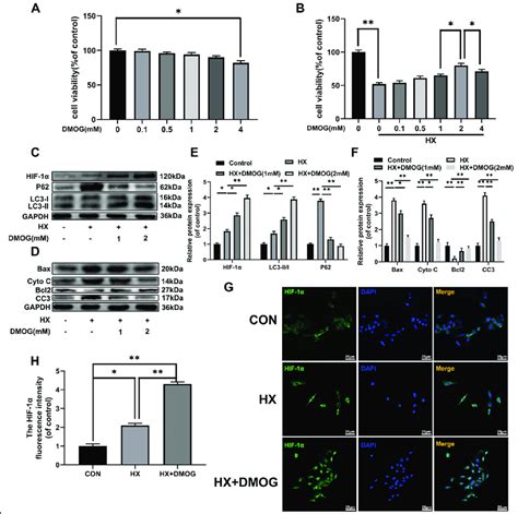 DMOG increases HIF 1α expression protects against hypoxia induced