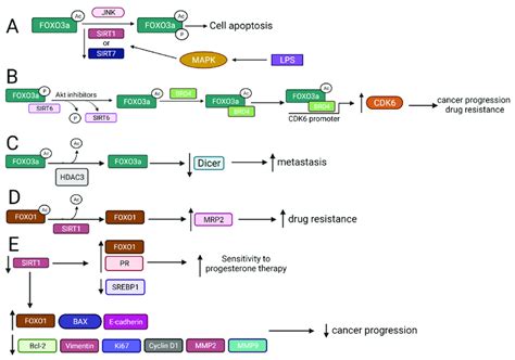 The Interplay Between Sirts Hdacs And Foxos And The Biological Download Scientific Diagram