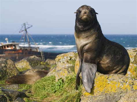 Portrait Of A Northern Fur Seal Photograph By John Gibbens Pixels