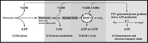 What is the Difference Between Glucose and Fructose Metabolism - Pediaa.Com