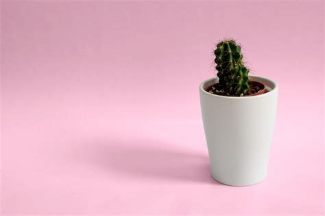 Minimalist Desktop Background Cactus - Cactus Wallpaper Hd Desktop ...