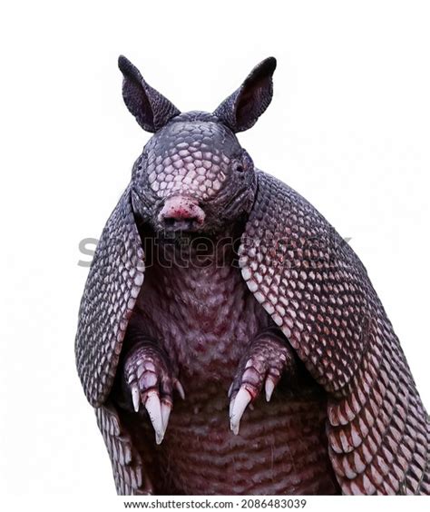 382 Armadillo Face Images, Stock Photos & Vectors | Shutterstock