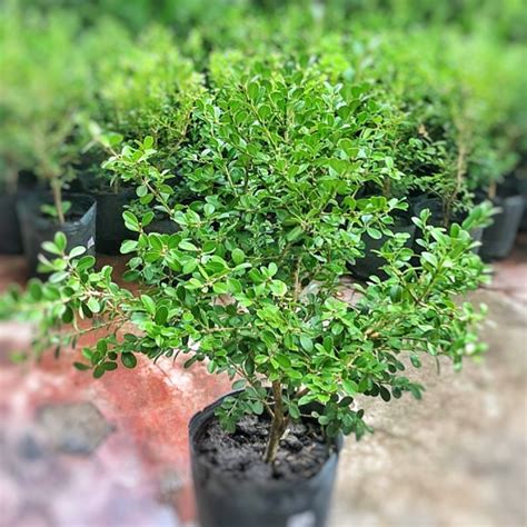 Buxus Sempervirens Comprar En Vivero Mario