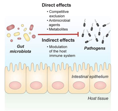 Gi Infections Flashcards Quizlet