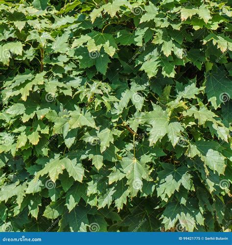 Textura Da Folha Verde Fundo Da Natureza Das Folhas Folhas De Bordo