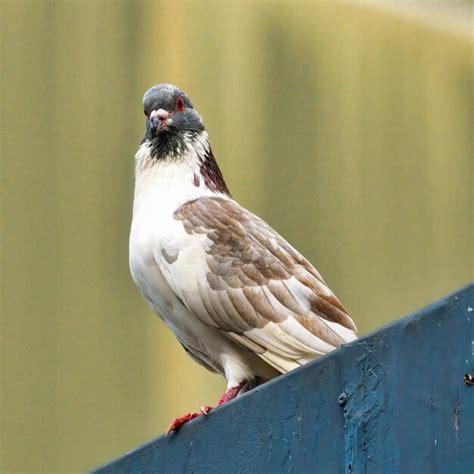 Premium Photo White Pigeon