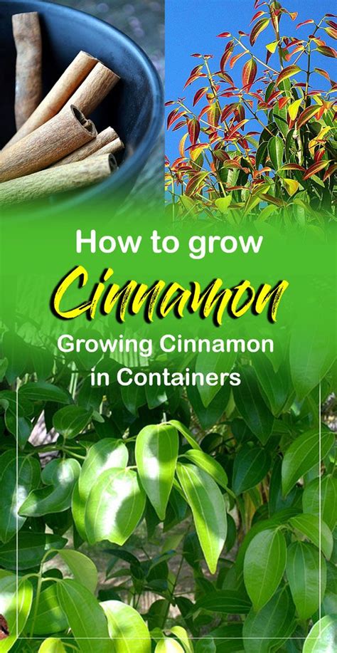 Growing Cinnamon In Containers How To Grow Cinnamon Plant