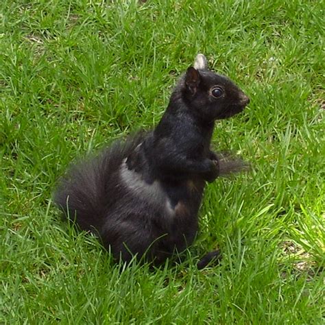 PHILADELPHIA PARKS & RECREATION — Nature Notes: Black squirrels